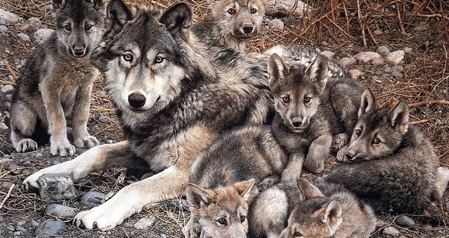 Reportan nacimiento de lobos grises mexicanos en el Zoológico de los  Coyotes – Bien Común