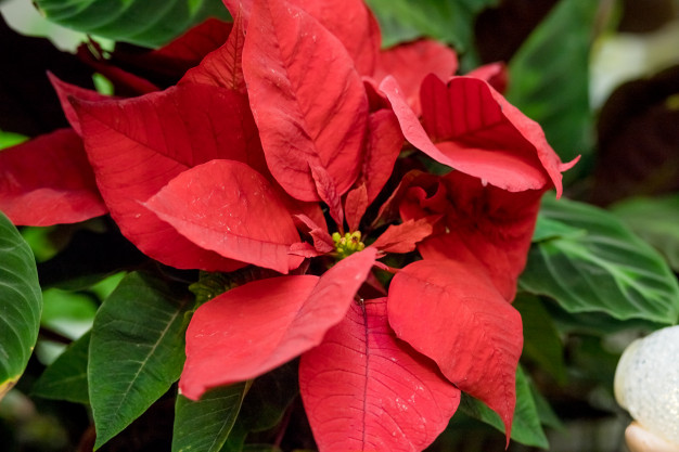 Nochebuena: flor de ceremonias aztecas, que adorna la Navidad de todo el  mundo – Bien Común