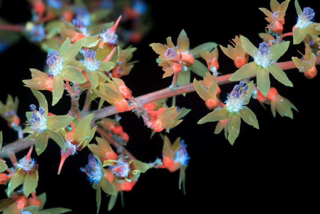 koelreuteria flores ultravioletas