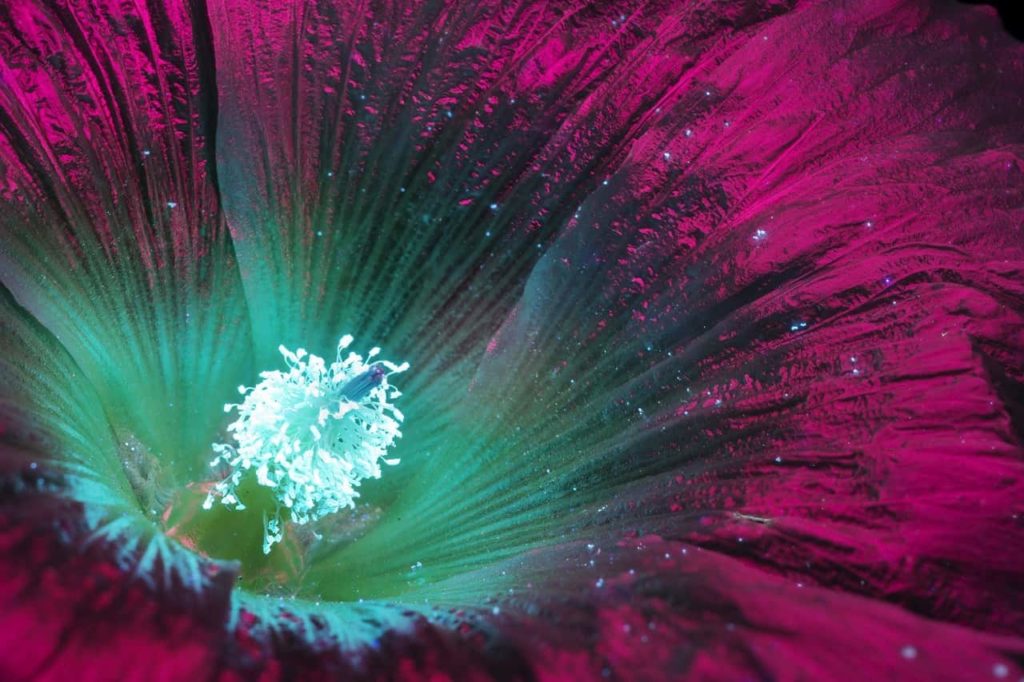 alcea flor ultravioleta