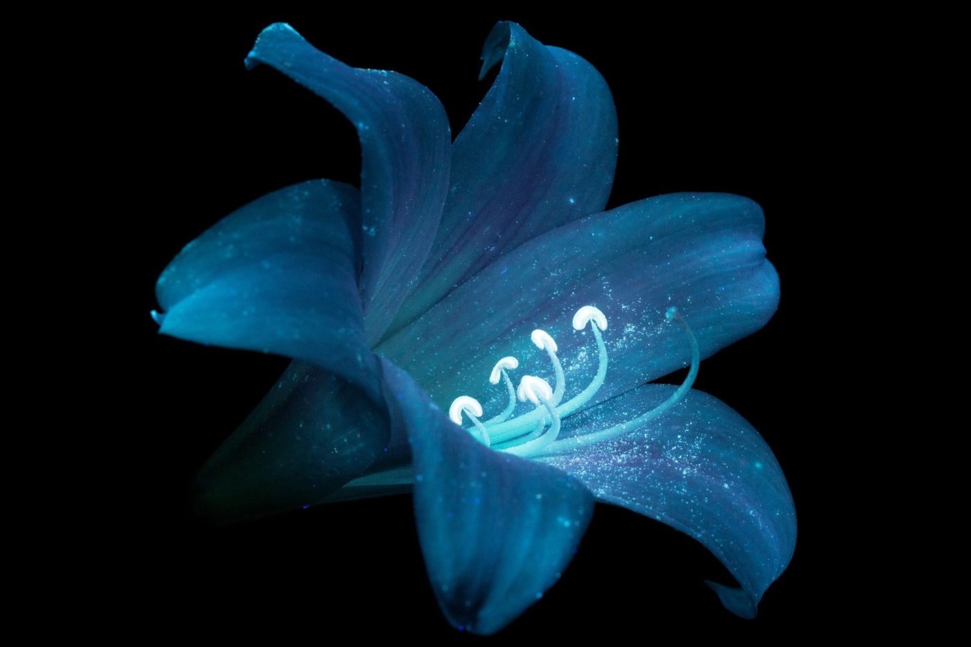 flor amaryllis luz ultravioleta