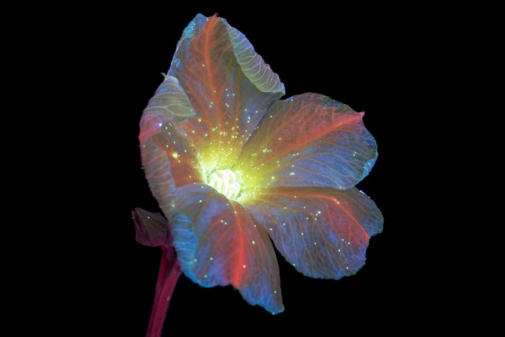 flor de pepino c p burrows