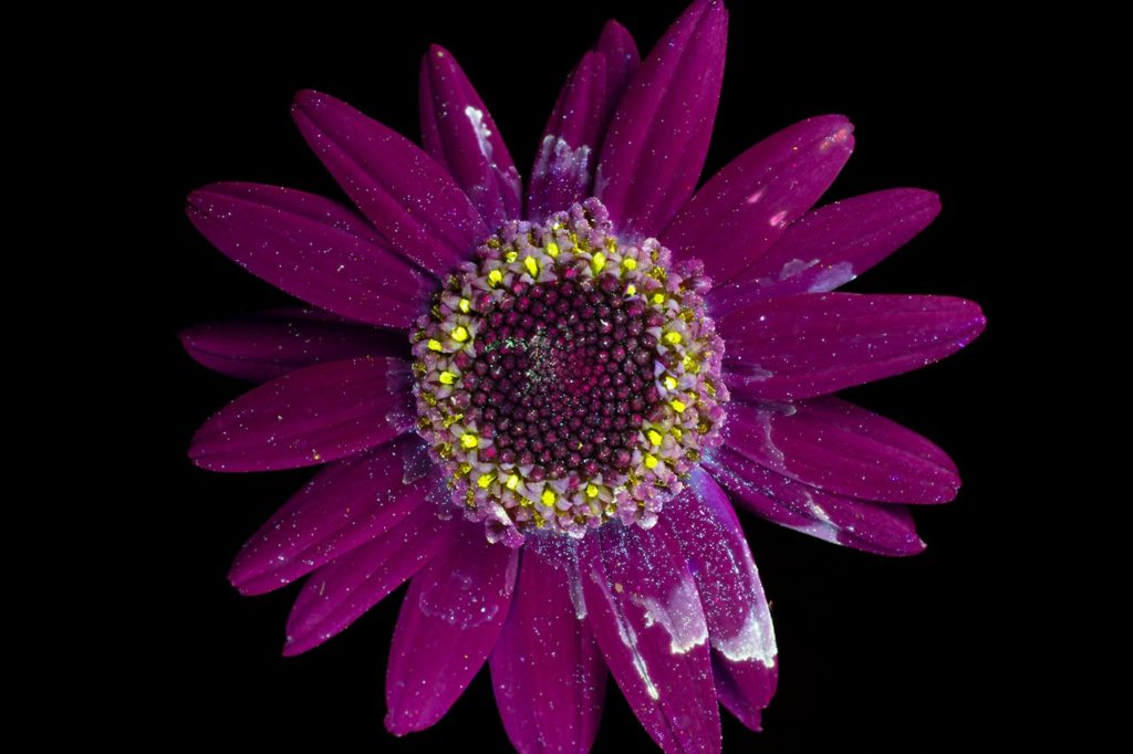 margarita flor ultravioleta