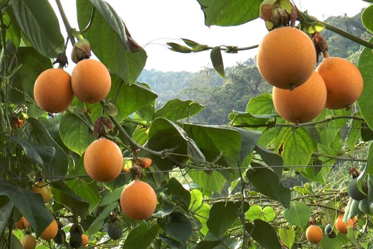 Temporada de granada china...¿sabes dónde encontrarla? | Bien Común