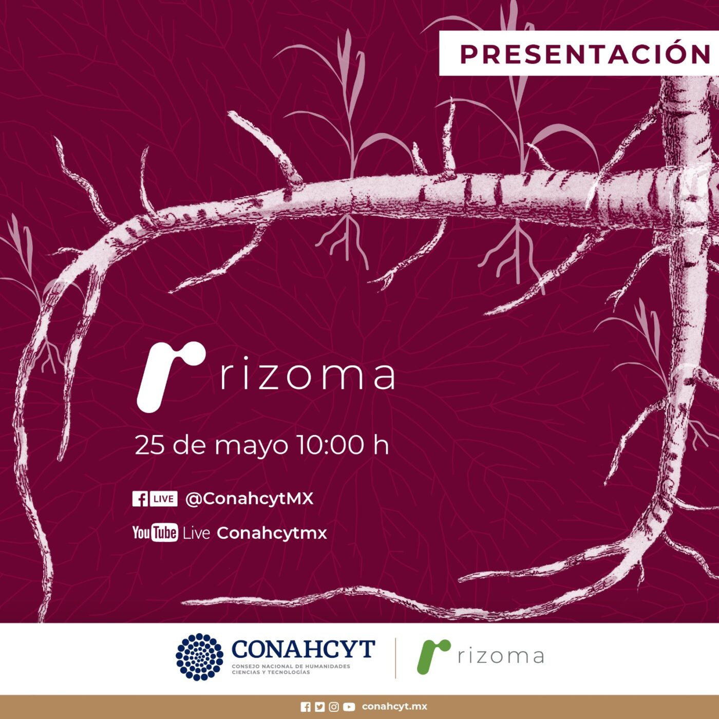 ¿Qué es “Rizoma” y quiénes deben utilizarla? – Bien Común